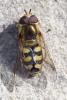 Eupeodes sp.